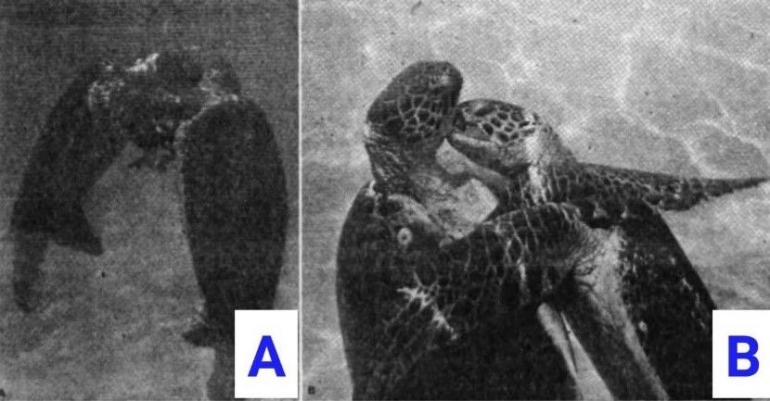 Fig. 1. (A) Posisi “penolakan” dari betina terhadap jantan. (B) Jantan di posisi kanan tidak menerima penolakan dari betina di posisi kiri.