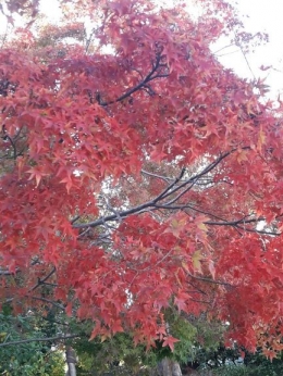 Musim gugur di Arashiyama Kyoto | dokpri