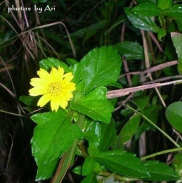 Bunga yang tumbuh liar di tepi jalan. Photo by Ari