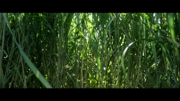 Rumput begitu tinggi (sumber: IMDb)