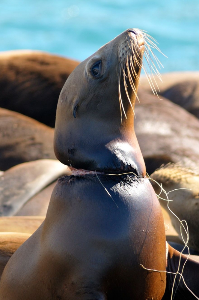 Tidakkah pembaca sedih melihat singa laut yang menderita karena dicekik sampah plastik ini? Sumber: earthporn.com