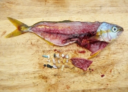 Partikel plastik yang ditemukan dari perut ikan laut. Sumber: ehp.niehs.edu