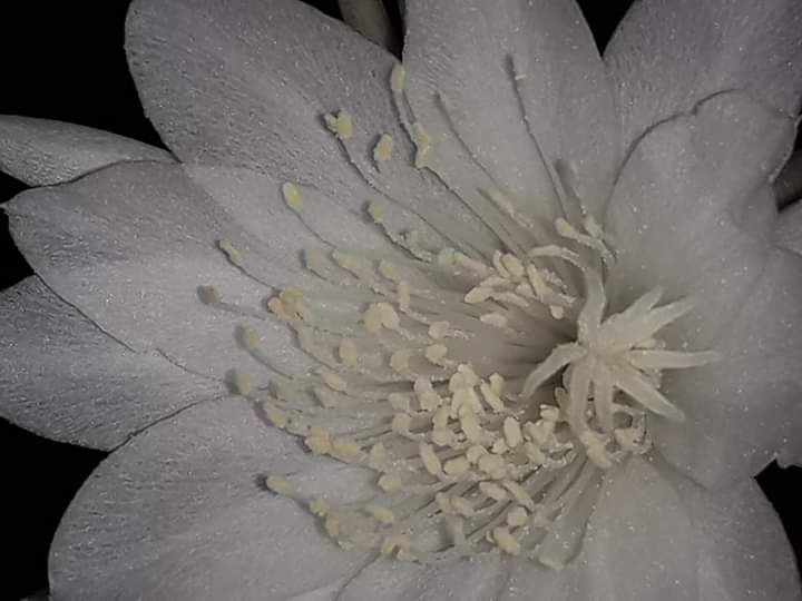 Closer look the Cereus. Photo by Ari