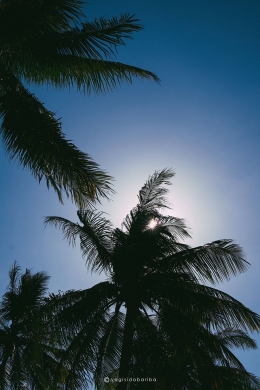 Pohon kelapa di Pantai Cipanarikan, dokpri