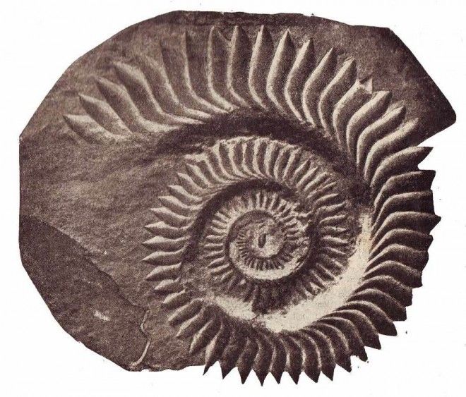 fosil gigi gergaji spiral (buzzsaw teeth) Helicoprion.[sumber: https://www.wired.com/2011/03/unraveling-the-nature-of-the-whorl-toothed-shark/]