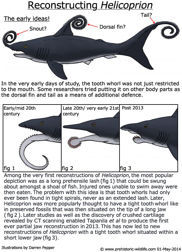 bentuk gigi gergaji spiral Helicoprion berdasarkan pendapat beberapa ilmuan sumber: http://www.prehistoric-wildlife.com/species/h/helicoprion.html]