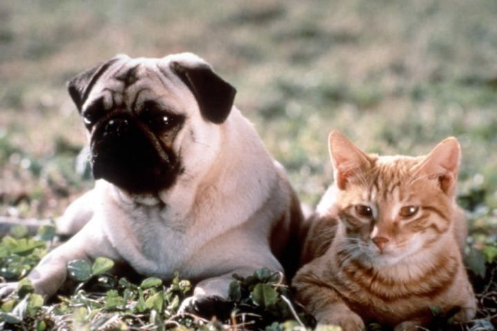 Kamu suka film tentang kucing atau anjing? (Gambar: entertainment.time.com)