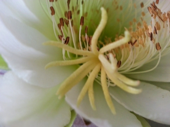 Closer up putik dan benang sari bunga kaktus. Photo by Ari