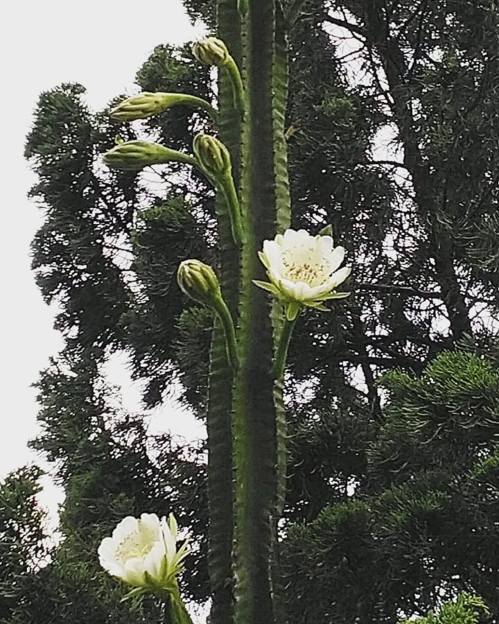Bunga Kaktus 3 di halaman depan rumah. Dokumen pribadi. Photo by Bu Mardiyah