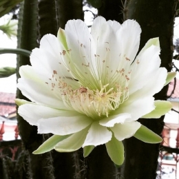 Bunga Kaktus 2 di halaman depan rumah. Dokumen pribadi. Photo by Bu Mardiyah