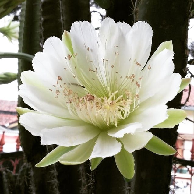 Bunga  Cactus  Jual Kaktus Panjang 1 Meter Kaktus Panjang   Bunga  Cactus  Jual Kaktus Panjang 1 Meter Kaktus Panjang