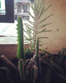 Beberapa koleksi tanaman Kaktus yang saya tanam di pot. Photo by Ari