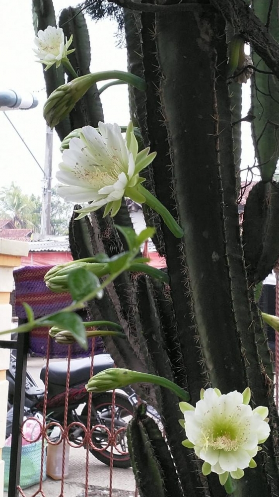 Bunga Kaktus 7 di halaman depan rumah. Dokumen pribadi. Photo by Bu Mardiyah