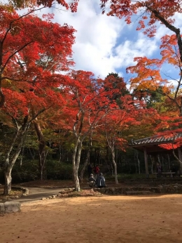 Menikmati musim gugur di Taman Zuihoji