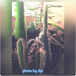 Kaktus yang saya tanam di pot. Bibit kaktud yang berbunga mekar putuh besar. Photo by Ari