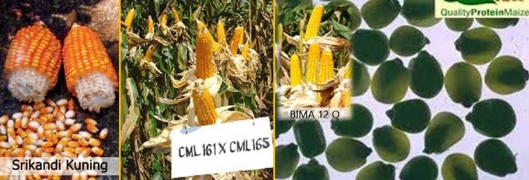 Srikandi Kuning dan Bima 12Q, jagung QPM (http://balitsereal.litbang.pertanian.go.id/)