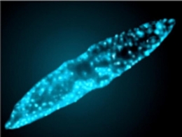 Gambar 2. Pyrocystis fusiformis salah satu dinoflagelata yang menggunakan bioluminescence. Sumber: (EOL 2019:1)