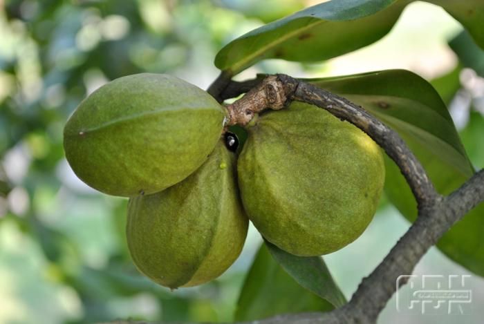 Gayam Kreatif-Inovatif, Bisakah Kembangkan Potensi Buah Gayam untuk Pangan ...