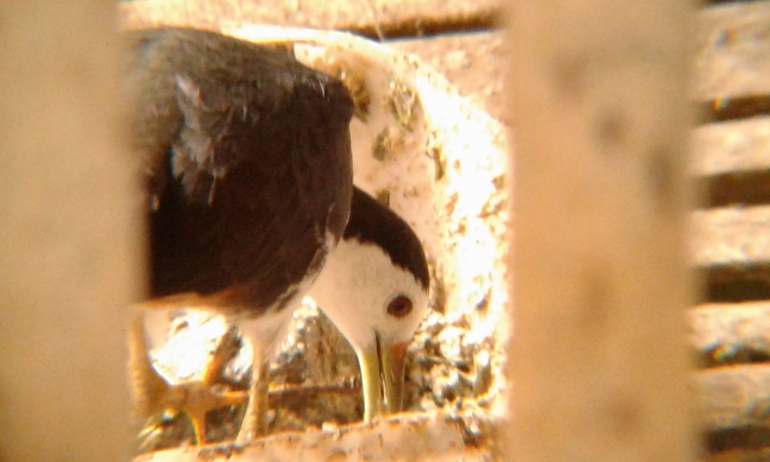 Burung Beker ikut makan di kandang ayam (dokpri)