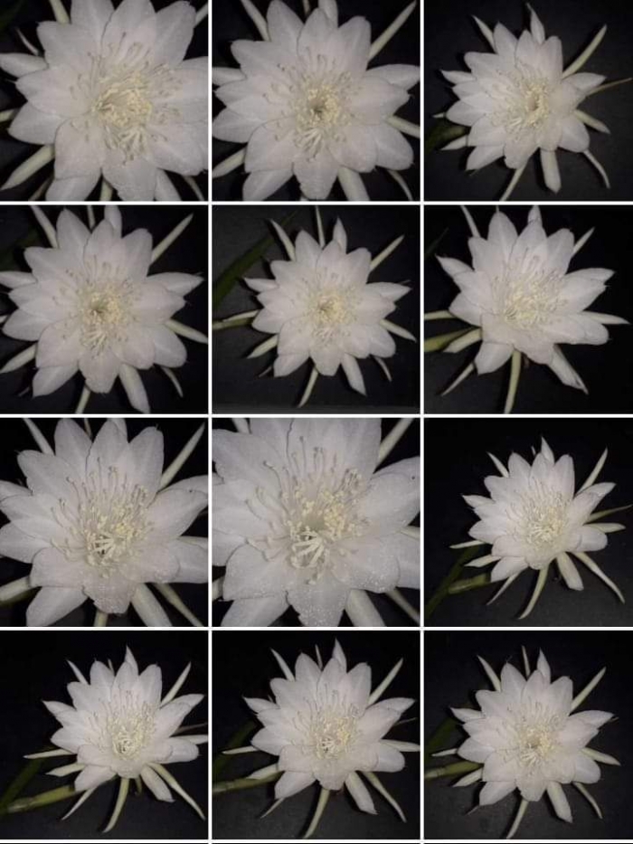 Bunga Wijaya Kusuma. Photo by Ari