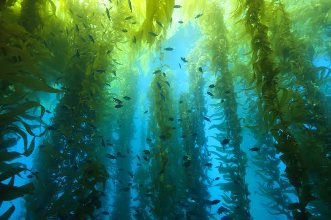 Hutan Kelp