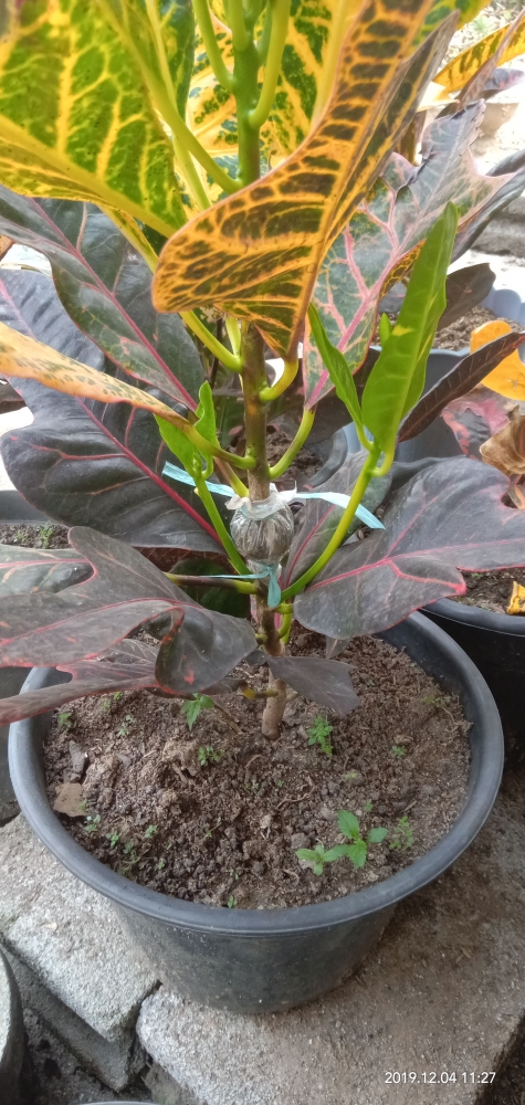 Cara Perkembangbiakan Bunga Puring dengan Cara Stek dan Cara Perkembangbiakan Bunga Puring dengan Cara Stek dan