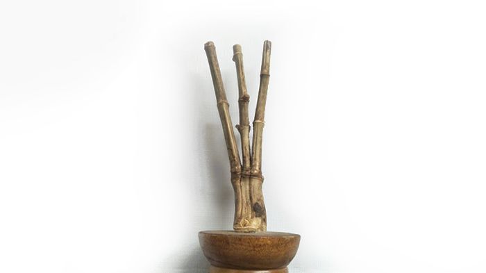 Bambu unik trisula (foto Alex Palit)