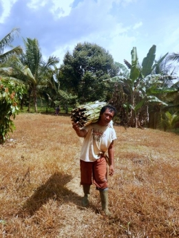Pemanen daun woka umumnya oleh Orang Sangir di Kab. Pohuwato(Dokrpi)