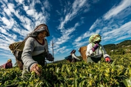 Pertanian di Indonesia merupakan salah satu sektor kunci perekonomian Indonesia (sumber foto: unsplash.com) 