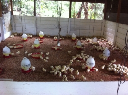 Day Old Chick Peternakan Ayam Kota Ternate [dokpri, 2018]