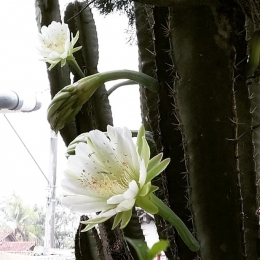 Foto bunga kaktus. Dokumen pribadi. Photo by Bu Mardiyah