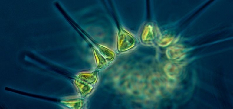 Fitoplankton (oceanservice.noaa.gov)