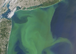 Fitoplankton di lepas pantai New York dan New Jersey pada Agustus 2015. (wbur.org)