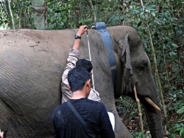 Gajah jantan sedang dilepasliarkan (Doc. Januardi/Hutan Harapan)