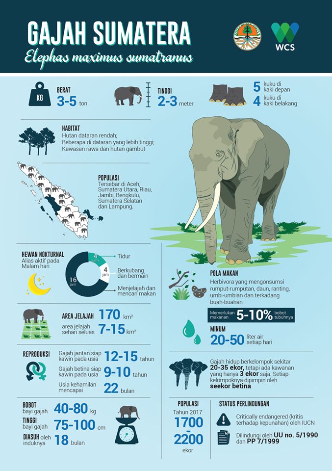 Infografis Gajah Sumatera (WSC Indonesia)