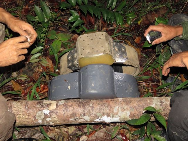 Kalung gajah (Doc. Januardi/Hutan Harapan)