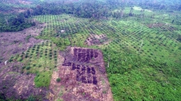 Perambahan kawasan hutan dengan tanaman kelapa sawit (Drone, Hutan Harapan)