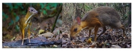 Pelanduk Kancil (Tragulus kanchil) dan Vietnam mouse deer (Tragulus versicolor)