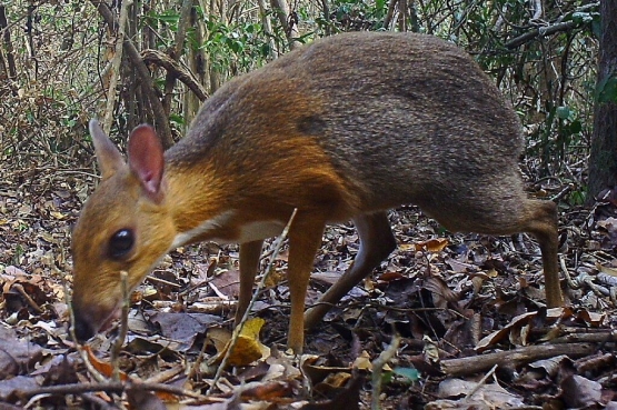 Vietnam mouse deer (Tragulus versicolor). Foto dok : b-cdn