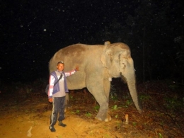 Januardi dengan gajah yang dilepasliarkan (Dokpri Januardi)