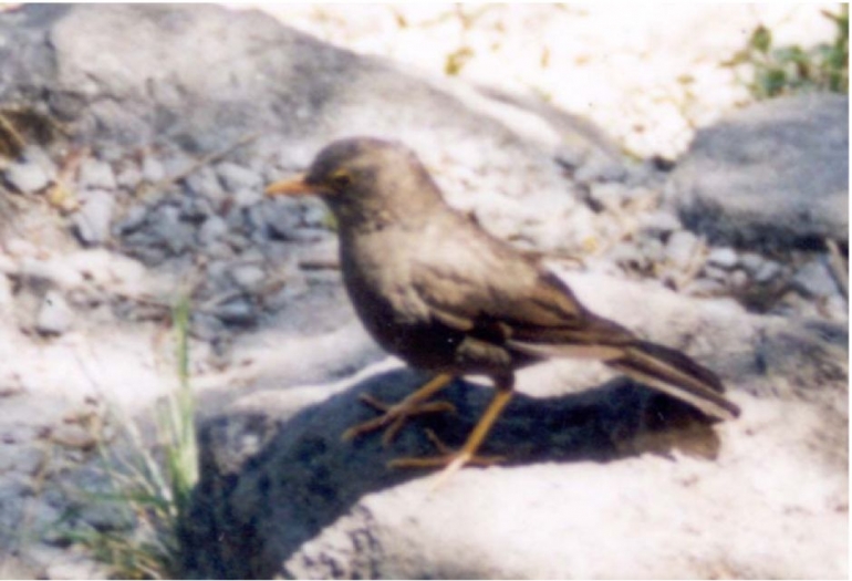 Gambar 1. Burung jalak gading dewasa di Gunung Lawu (foto: Mapala Compost UNS, 2001).
