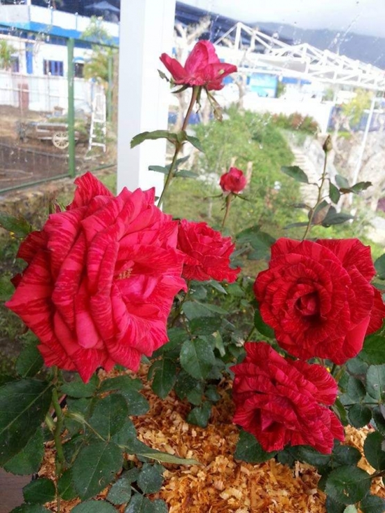Mawar merah. Photo by Ari