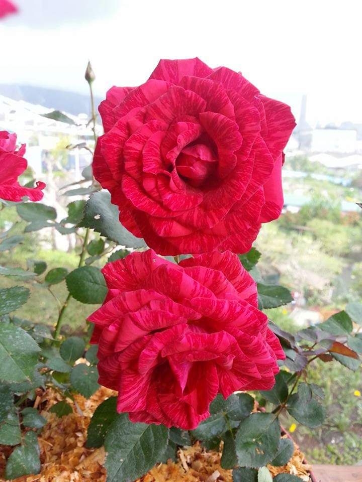 Mawar merah berdua. Photo by Ari