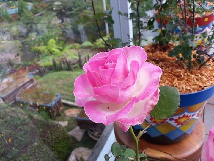 Mawar pink lainnya. Photo by Ari