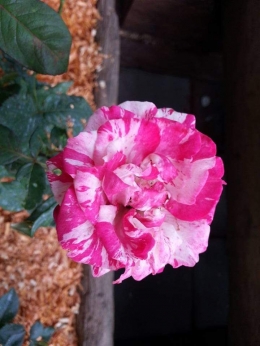 Kombinasi warna mawar lainnya. Photo by Ari