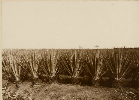 Perkebunan sisal Onderneming Soekamandi Pamanoekan en Tjiasemlanden (Foto: digitalcollection.universiteitleiden.nl)