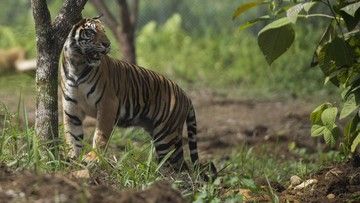 Sumber: Harimau Sumatera, ANTARA FOTO/Rosa Panggabean