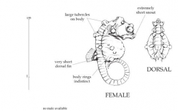    Gambar 2. Keterangan: Morfologi Hippocampus bargibanti.  [Sumber : Lourie dkk. 2004: 30]