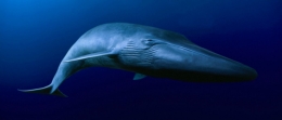 A digitally created image of a blue whale swimming underwater naturepl.com / David Fleetham / WWF 