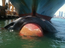Blue whale on bow of container ship in Colombo Harbour, Sri Lanka, on the 20thofMarch 2012 (photo credit: Sopaka Karunasundara).
